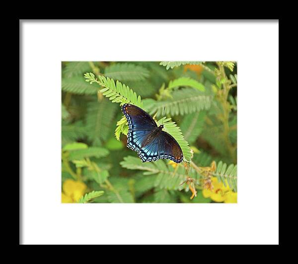 Butterfly Framed Print featuring the photograph Red Spotted Purple Butterfly #2 by Sandy Keeton