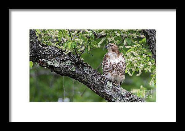 Red Tailed Hawk Framed Print featuring the photograph Red Tailed Hawk #1 by Sam Rino