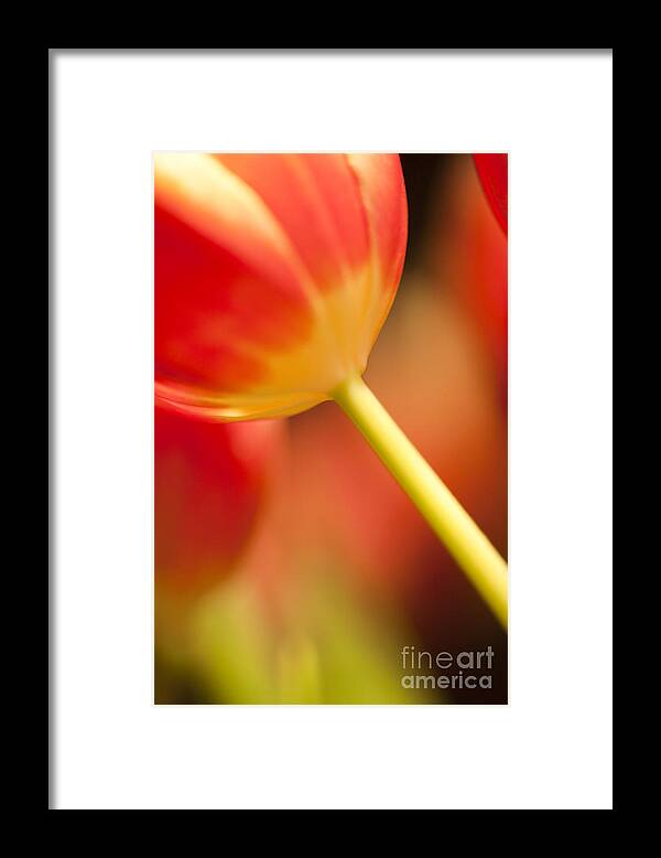 Tulip Framed Print featuring the photograph Red Tulips #3 by Heiko Koehrer-Wagner