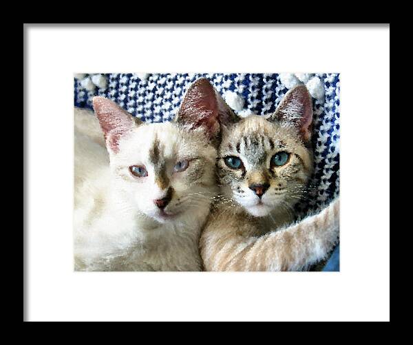 Cat Framed Print featuring the photograph Rescued and Spoiled #1 by Kristin Elmquist