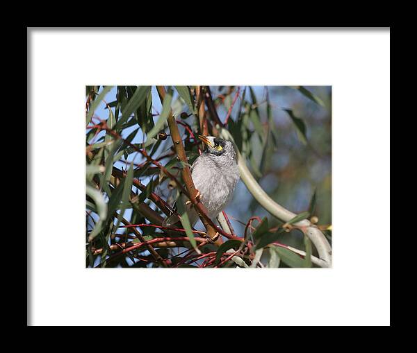 Bird Framed Print featuring the photograph Resting #1 by Masami Iida
