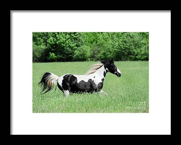 Rosemary Farm Sanctuary Framed Print featuring the photograph Cleopatra by Carien Schippers