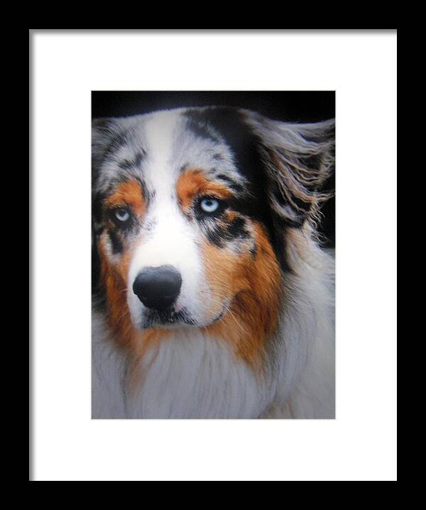 Workdog Framed Print featuring the photograph Riley #1 by Antonia Citrino