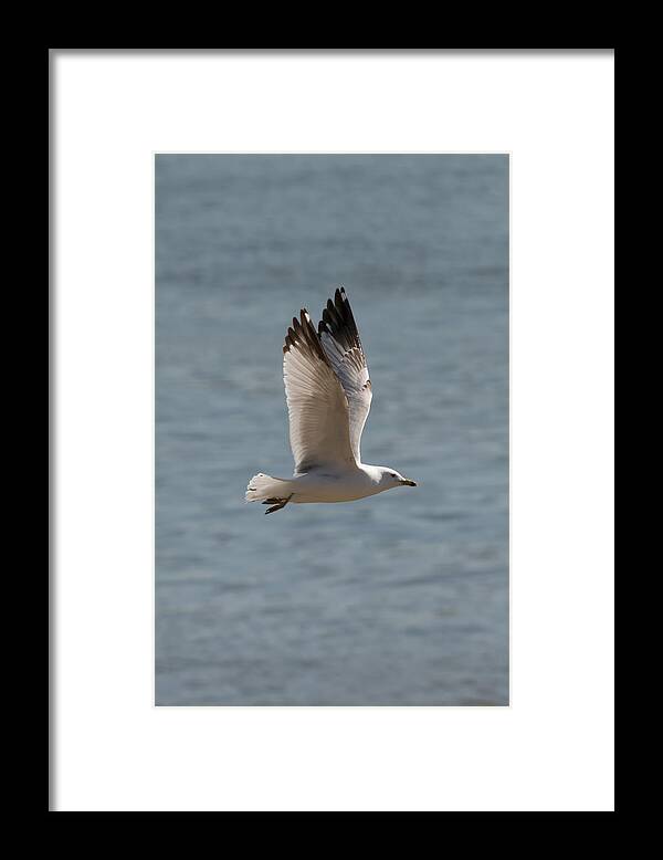 Ring Billed Gull Framed Print featuring the photograph Ring-Billed Gull by Holden The Moment