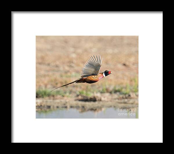 Bird Framed Print featuring the photograph Ring Necked Pheasant on the Wing by Dennis Hammer