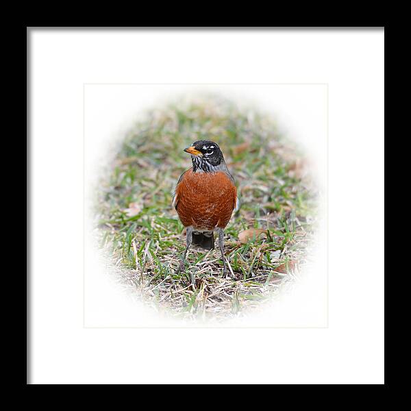 Bird Framed Print featuring the photograph Robin #1 by Lindy Pollard