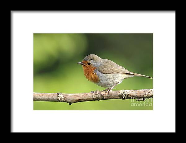 Robin Birds Nature Photography Garden Pskeltonphoto Prints Canvas Cards Posters Framed Print featuring the photograph Robin #1 by Peter Skelton