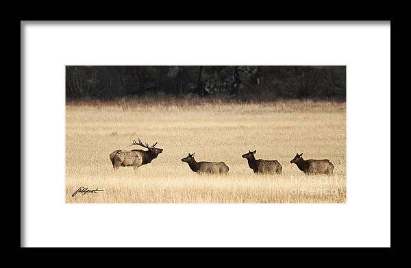 Elk Framed Print featuring the photograph Rocky Mountain Elk #1 by Bon and Jim Fillpot