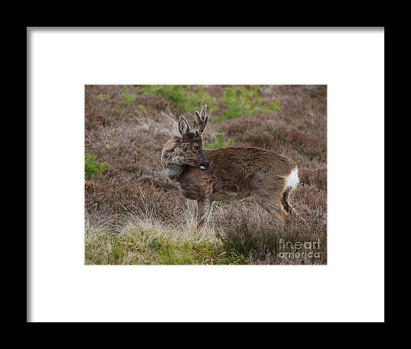 Roe Deer Framed Print featuring the photograph Roe Buck - Spring Moult by Phil Banks
