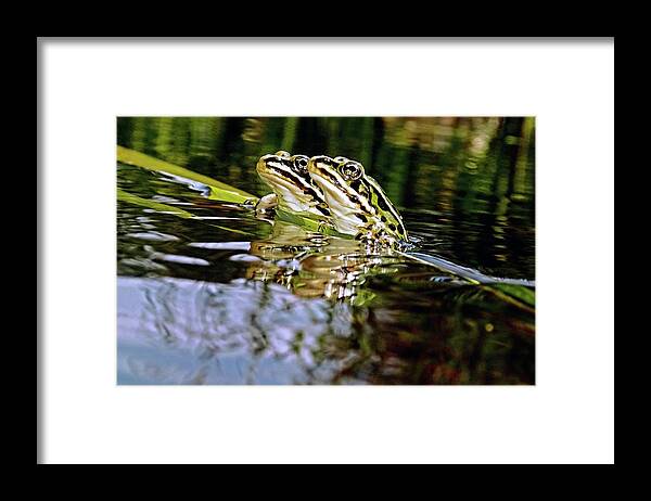 Northern Leopard Frog Framed Print featuring the photograph Romance amongst the frogs #1 by Asbed Iskedjian