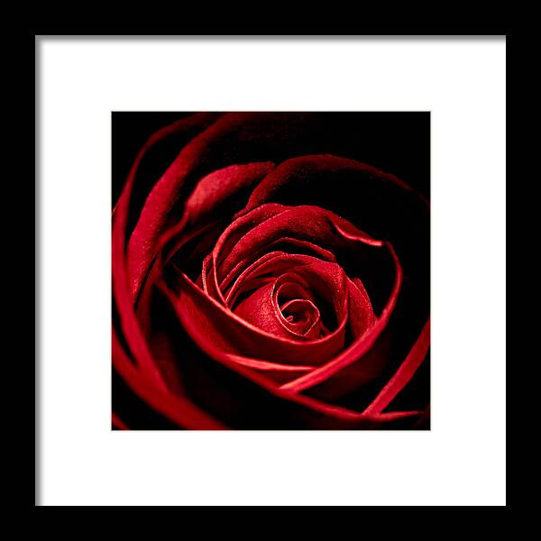Anniversary Framed Print featuring the photograph Rose I by Andreas Freund