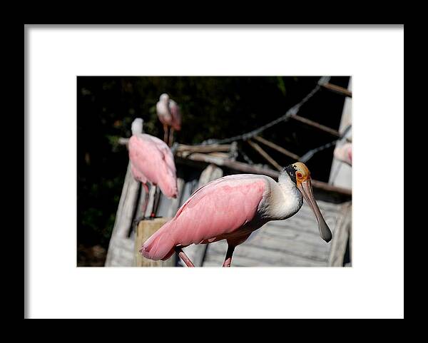 Ft. Worth Framed Print featuring the photograph Roseate Spoonbill #3 by Kenny Glover