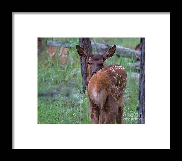 Baby Elk Framed Print featuring the photograph Rubber Necking by Jim Garrison