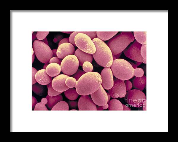 Saccharomyces Cerevisiae Yeast Framed Print featuring the photograph Saccharomyces Cerevisiae Yeast #1 by Scimat