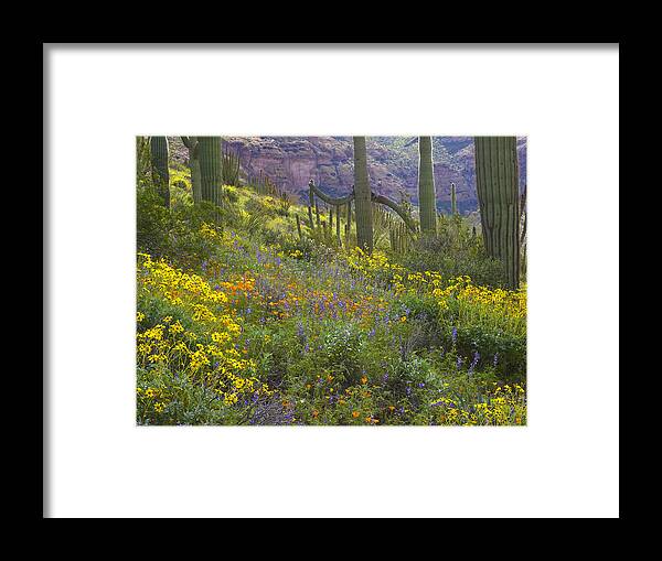 00175594 Framed Print featuring the photograph Saguaro Amid Flowering Lupine #1 by Tim Fitzharris