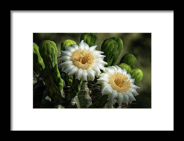 Saguaro Cactus Framed Print featuring the photograph Saguaro Cactus Flowers #2 by Saija Lehtonen