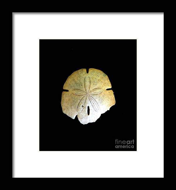 Sand Dollar Print Framed Print featuring the photograph Sand Dollar by Fred Wilson