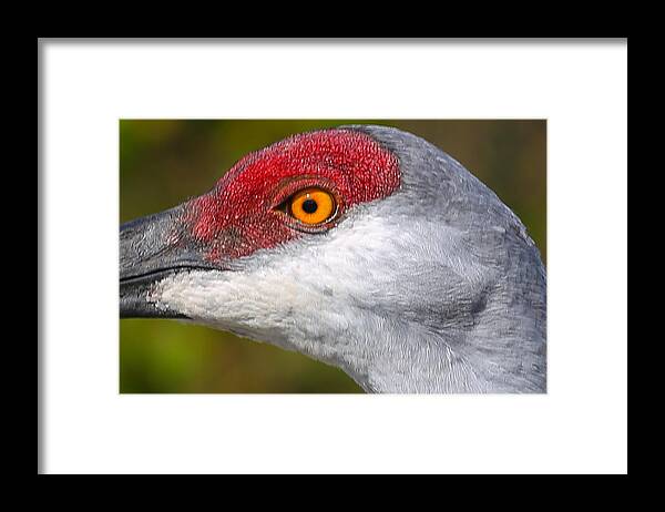 Crane Framed Print featuring the photograph Sand Hill Crane #1 by Dart Humeston
