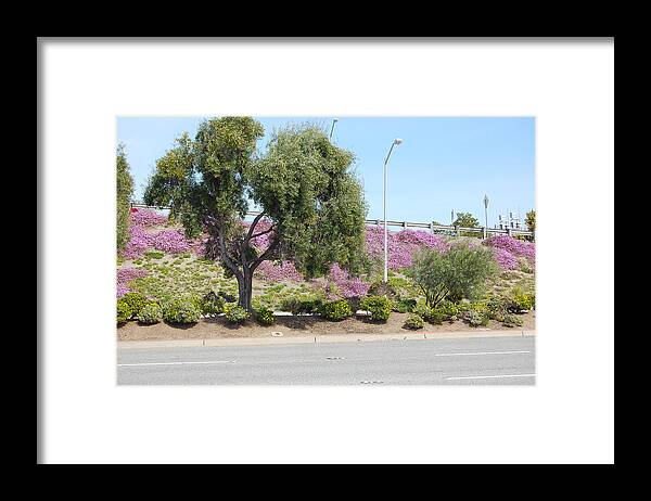 Springtime Framed Print featuring the photograph Santa Clara Springtime #1 by Carolyn Donnell