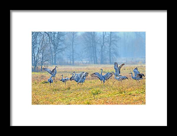 Sandhill Crane Framed Print featuring the photograph Saturday Night #1 by Tony Beck