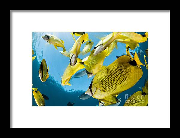 Above Framed Print featuring the photograph Schooling Butterflyfish #1 by Dave Fleetham - Printscapes