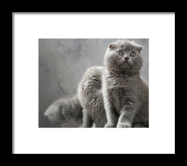 Scottish Fold Cats Framed Print featuring the photograph Scottish Fold cats #1 by Evgeniy Lankin