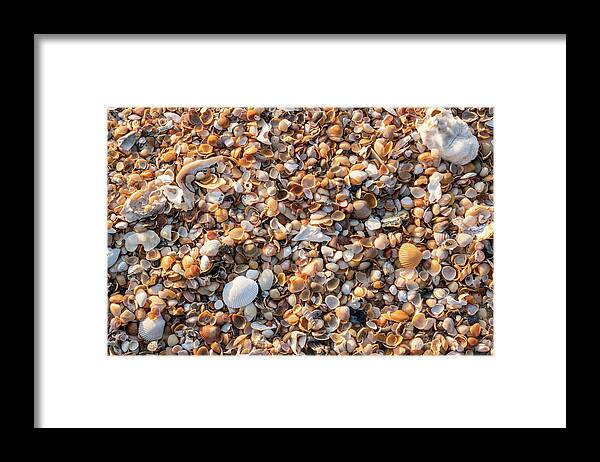 Photography Framed Print featuring the photograph Sea Shells by the Seashore, Amelia Island, Florida #2 by Dawna Moore Photography