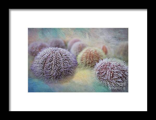Sea Urchin Shells Framed Print featuring the photograph Sea Urchin Shells #1 by Eva Lechner