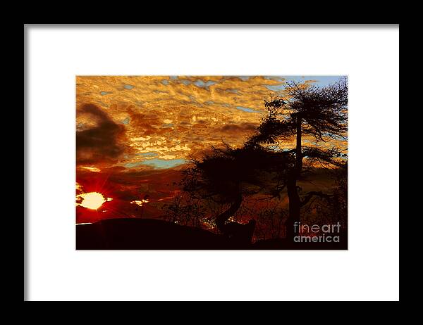 Treee Framed Print featuring the photograph Sechelt Tree 2 #1 by Elaine Hunter