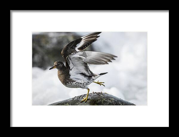 Birds Framed Print featuring the photograph Shake a Leg #1 by Robert Potts