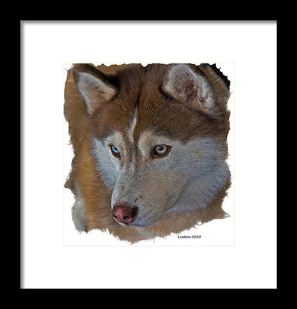 Siberian Husky Framed Print featuring the ceramic art Siberian Husky #1 by Larry Linton