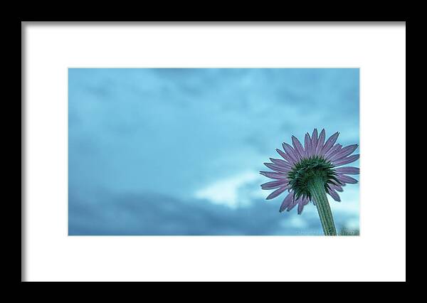 Flower Framed Print featuring the photograph Single Garden Flower #1 by Henri Irizarri