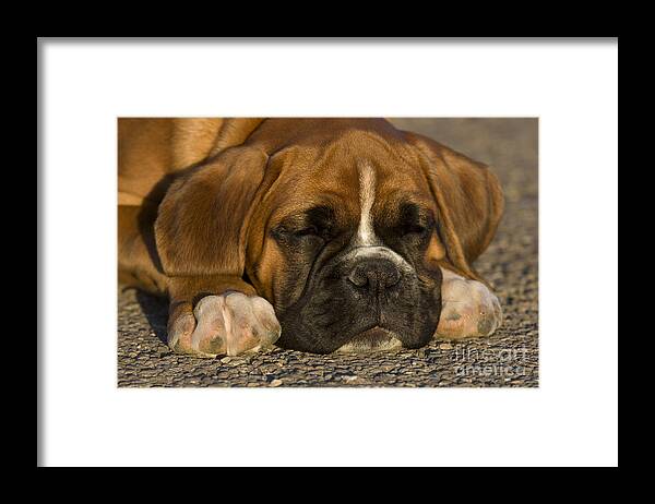 Boxer Framed Print featuring the photograph Sleepy Boxer Puppy #1 by Jean-Louis Klein & Marie-Luce Hubert