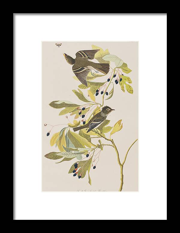 Flycatcher Framed Print featuring the painting Small Green Crested Flycatcher by John James Audubon