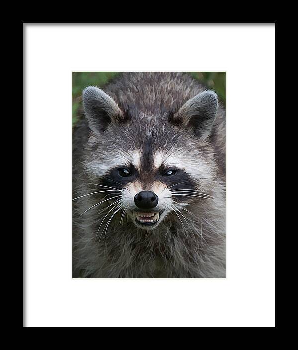 Portrait Framed Print featuring the photograph Snarling Raccoon #1 by Joye Ardyn Durham
