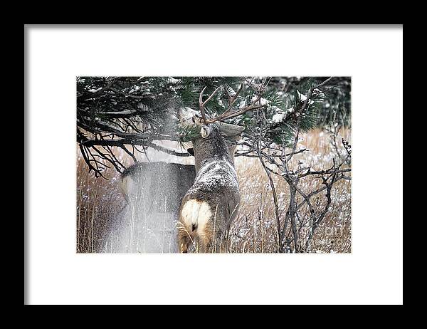Deer Framed Print featuring the photograph Snow Showers #2 by Jim Garrison