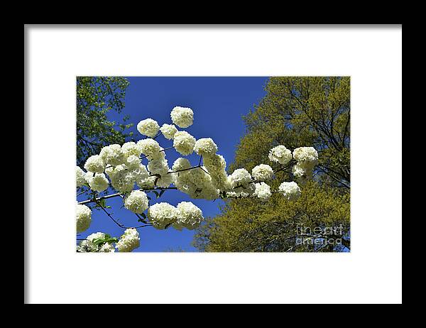 Scenic Tours Framed Print featuring the photograph Snowballs #1 by Skip Willits