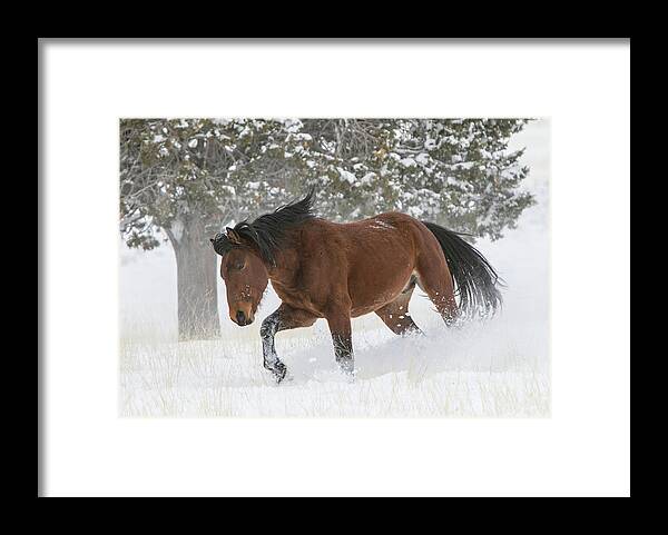 Horse Framed Print featuring the photograph Snowplow #1 by Kent Keller