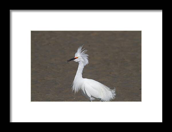 Bird Framed Print featuring the photograph snowy Egret #1 by Nickolas Thurston