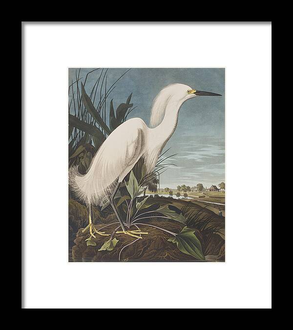 Audubon Framed Print featuring the painting Snowy Heron by John James Audubon