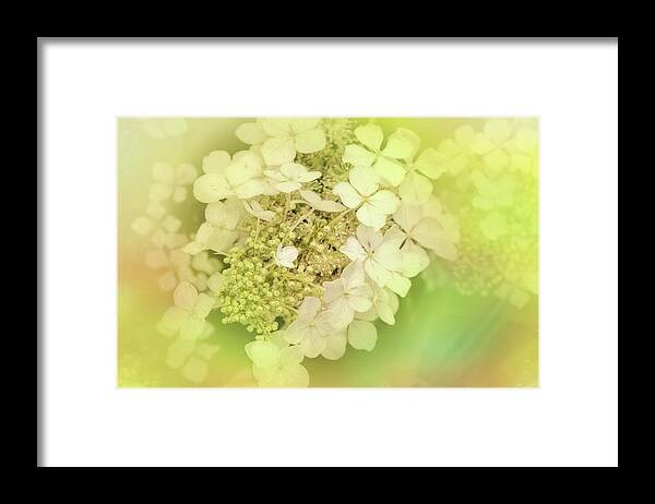 Flower Framed Print featuring the photograph Softly #1 by Ches Black