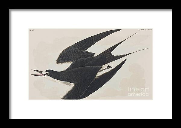 Sooty Tern Framed Print featuring the painting Sooty Tern by John James Audubon