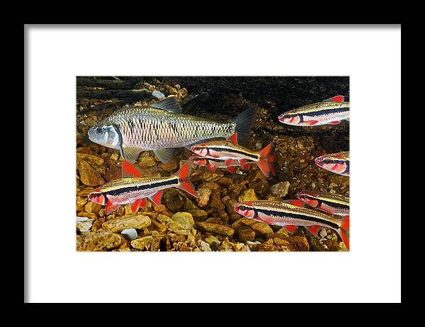 Spawn Framed Print featuring the photograph Spawning Shiners #1 by Robert Charity