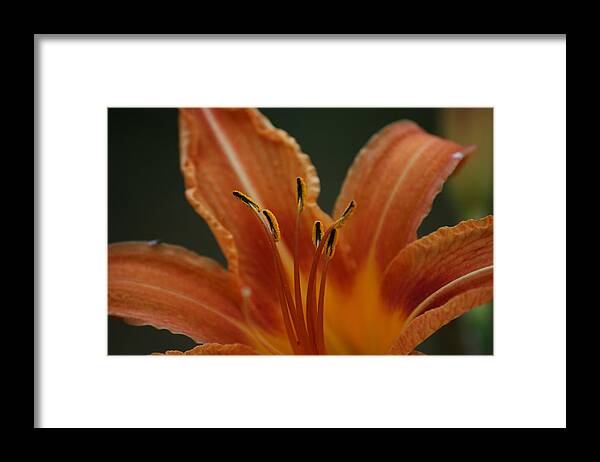 Spider Framed Print featuring the photograph Spider Lily #2 by Cathy Harper