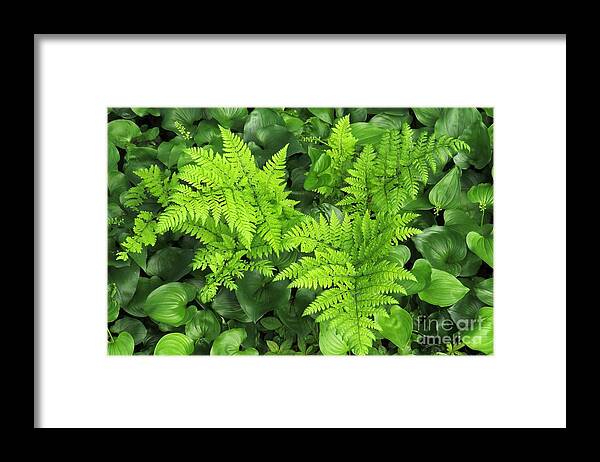 Spiny Wood Fern Framed Print featuring the photograph Spiny wood fern #2 by Frank Townsley