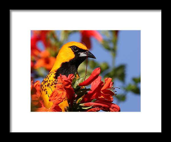 Spot Breasted Oriole Framed Print featuring the photograph Spot Breasted Oriole #2 by Dart Humeston