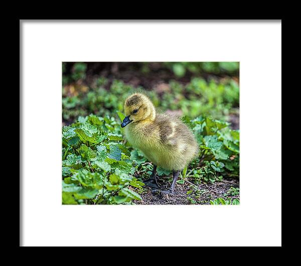 Gosling Framed Print featuring the photograph Spring Baby #1 by Cathy Kovarik