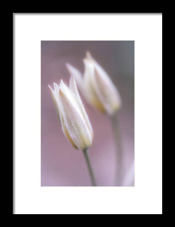 Spring Flowers Framed Print featuring the photograph Spring Flowers #1 by Lilia S