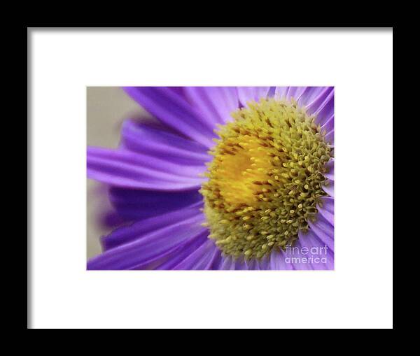 Flower Framed Print featuring the photograph Springtime by Linda Shafer