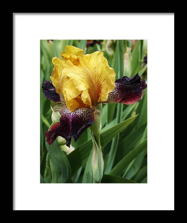 Flora Framed Print featuring the photograph Standing Alone #1 by Bruce Bley